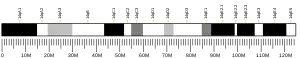 Chromosome 14 (souris)