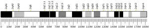 Chromosome 2 (souris)