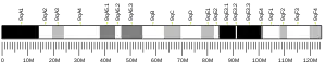 Chromosome 9 (souris)