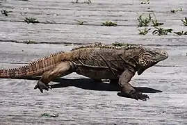 Cyclura nubila (iguane)