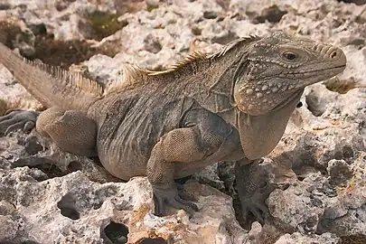 Iguane local