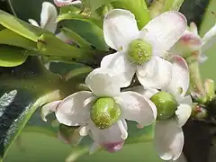 Fleur femelle portée par un long pédoncule, présentant 4 staminodes stériles et un gros ovaire supère à style réduit et stigmate lobé.