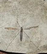 zoom de l'holotype