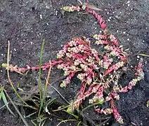 Vue d'une plante grasse développée sur un rocher, à dominante rose.
