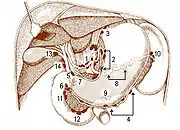 Ganglions lymphatiques de la cavité abdominale