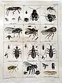 Tableau XXI de sa Illustratio iconographica insectorum quae in Musoeis parisinis observavit et in lucem edidit Joh. Christ. Fabricius, praemissis ejusdem descriptionibus; Accedunt species plurimae, vel minus aut nondum cognitae.