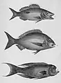 1-Variété du labre unimaculé 2-Labre moucheté 3-Variété du spare brunâtre.
