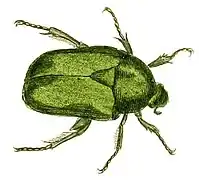 Grande cétoine dorée (Protaetia speciosissima (es))