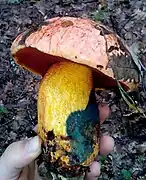 Imperator rhodopurpureus, le Bolet vieux rose, toxique.