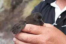 Un petit râle noir est tenu dans une main, montrant une petite aile, inadaptée au vol.