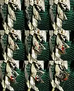 Sortie du papillon de sa chrysalide