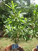 Arbre en pot.