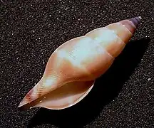 Indomitrella conspersa