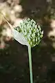 Jeune inflorescence juste sortie du voile de protection.