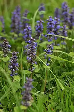 Ensemble d'inflorescences de Bugles rampantes