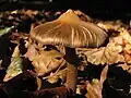 Champignon brun au chapeau mamelonné terminant en pointe