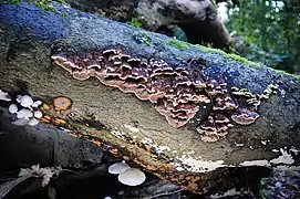 Mensularia nodulosa