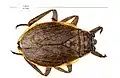 Belostomatinae: Abedus sp., Lake Mead, Colorado