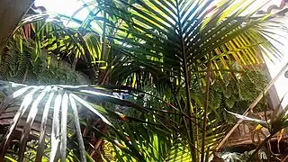 Cour intérieure de la maison Quintana en 2012.