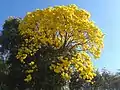 Tabebuia chrysotricha