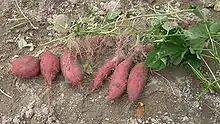 Tubercules roses foncé posés au sol.