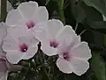 Fleurs d‘Ipomea carnea.