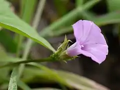 Ipomoea triloba.