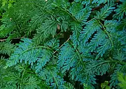 Selaginella willdenowii&nbsp;(en) a un feuillage qui prend des iridescences bleu électrique.