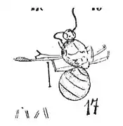 Mâle éch R289.