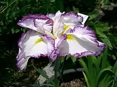 Iris ensata