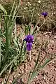 Fleur d'Iris hoogiana