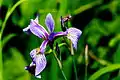 Iris versicolor L.