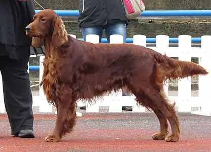Setter irlandais rouge