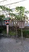 Yuzuriha (arbre symbolique)