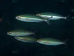 Pterocaesio trilineata.