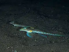 Pseudocalliurichthys variegatus