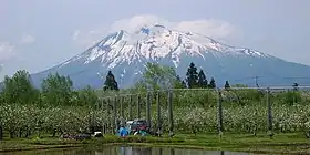 Vue du mont Iwaki derrière une pommeraie.