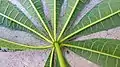 Bas de la feuille de Jacaratia spinosa (face inférieure)
