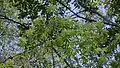 Houppier de Jacaratia spinosa