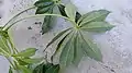 Feuille de Jacaratia spinosa (face inférieure)