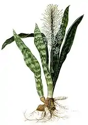 Sansevieria hyacinthoides.