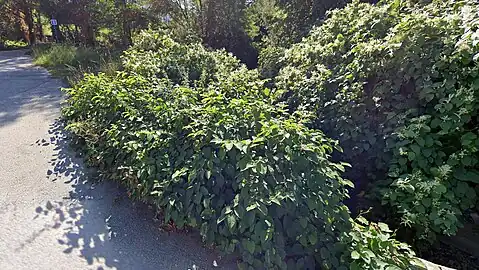 Le Janon longeant la N88 aux Sagnes (Sr-Chamond), où il reçoit le Ricolin (code V3100580) en rive droite