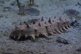Apostichopus japonicus