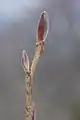 Un bourgeon au début du printemps.