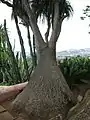 Beaucarnea recurvata.