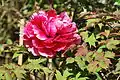 Paeonia suffruticosa