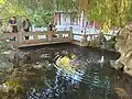 Bassin à carpes