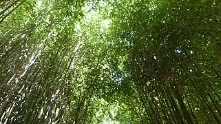 Jardin d'Asie