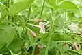 Jasminum x stephanense.