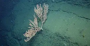 Jasonisis thresheri.